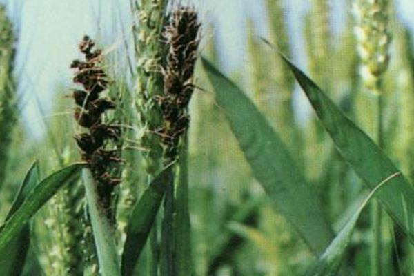 春季小麦病虫害的防治时间,通常是2月下旬至4月初