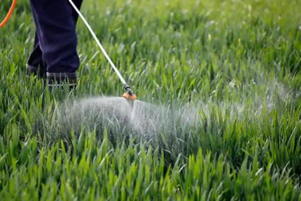 春季小麦病虫害的防治时间,通常是2月下旬至4月初