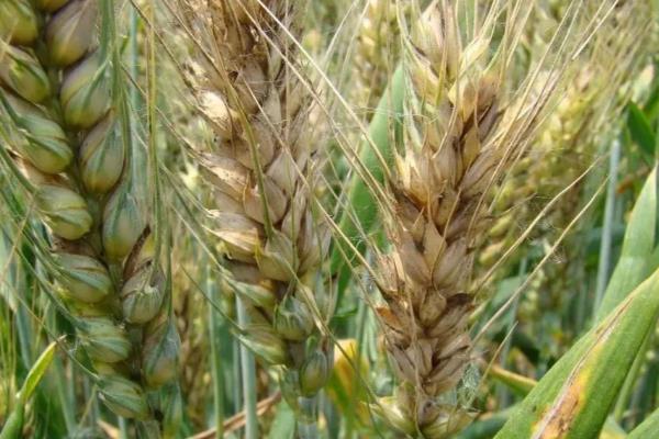 春季小麦病虫害的防治时间,通常是2月下旬至4月初