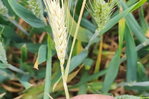 春季小麦病虫害的防治时间,通常是2月下旬至4月初