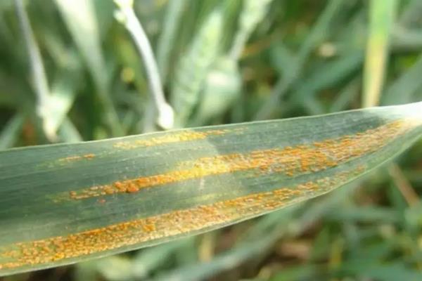 春季小麦病虫害的防治时间,通常是2月下旬至4月初