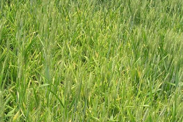 春季小麦病虫害的防治时间,通常是2月下旬至4月初