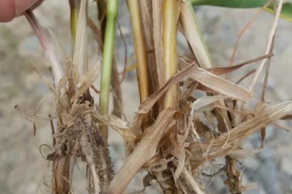 春季小麦病虫害的防治时间,通常是2月下旬至4月初