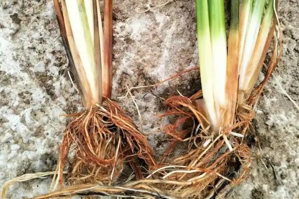 春季小麦病虫害的防治时间,通常是2月下旬至4月初