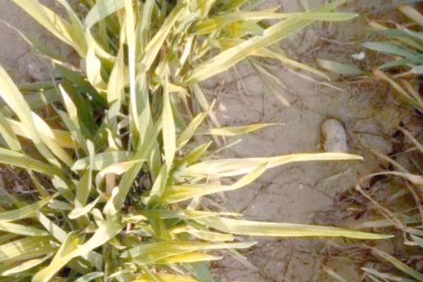 春季小麦病虫害的防治时间,通常是2月下旬至4月初