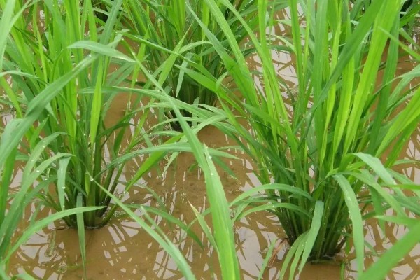 水稻分蘖期要保持深水层吗，水层深度不能超过3厘米