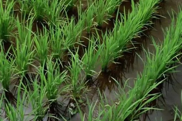 水稻分蘖期要保持深水层吗，水层深度不能超过3厘米