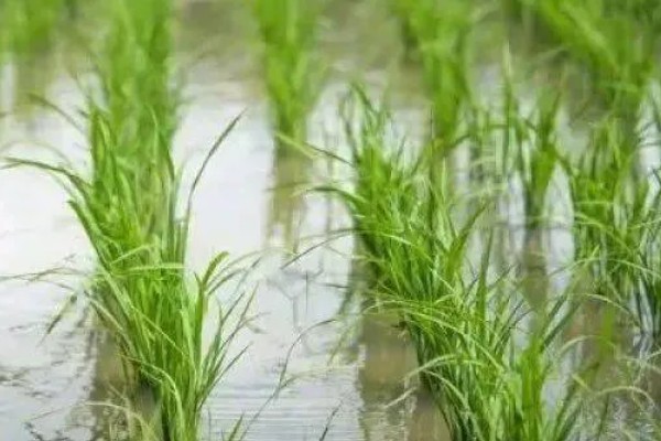 水稻分蘖期要保持深水层吗，水层深度不能超过3厘米