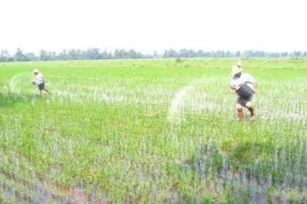 水稻分蘖期要保持深水层吗，水层深度不能超过3厘米