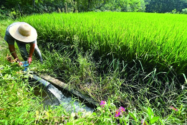 水稻分蘖期要保持深水层吗，水层深度不能超过3厘米