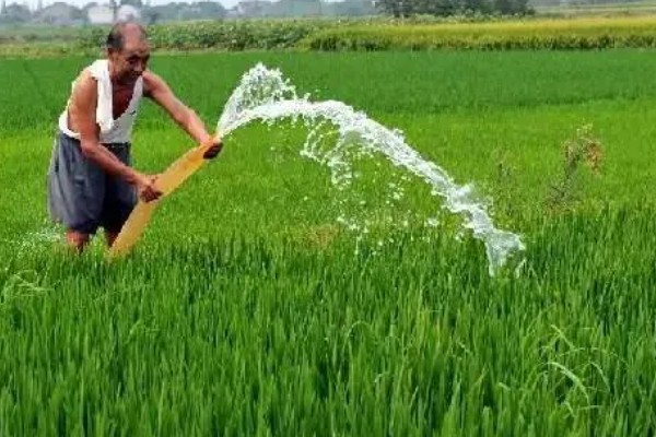 水稻分蘖期要保持深水层吗，水层深度不能超过3厘米