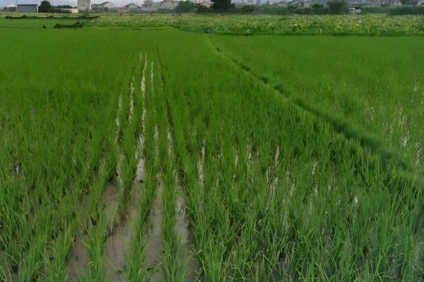 水稻分蘖期要保持深水层吗，水层深度不能超过3厘米