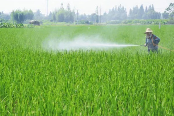 水稻分蘖期要保持深水层吗，水层深度不能超过3厘米