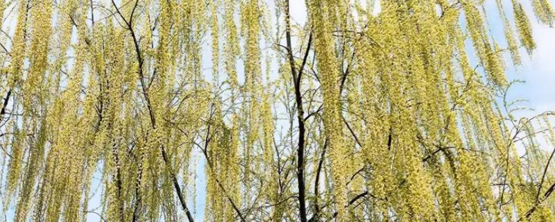 柳树的开花时间，每年的4-5月开花