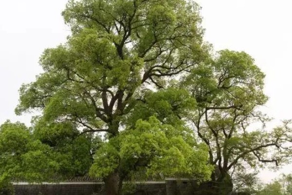 樟脑和樟油是什么植物提炼的，是香樟树的提取物