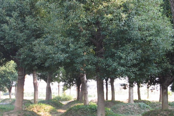 樟脑和樟油是什么植物提炼的，是香樟树的提取物