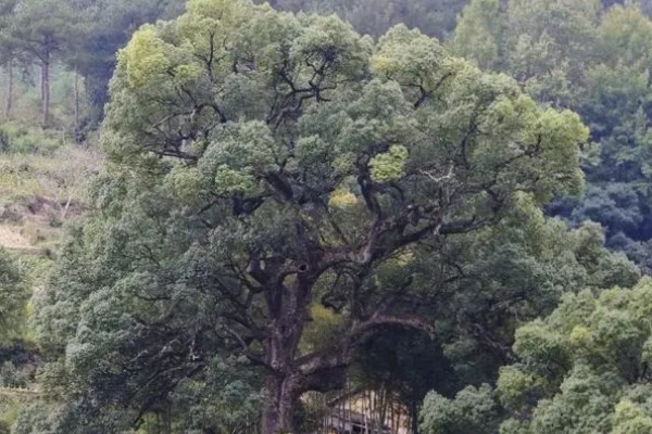 樟脑和樟油是什么植物提炼的，是香樟树的提取物