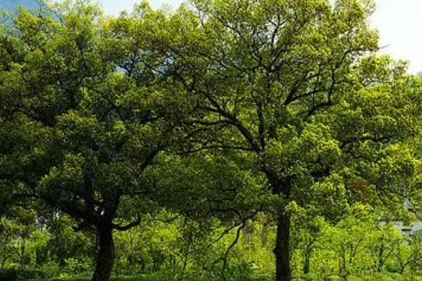 樟脑和樟油是什么植物提炼的，是香樟树的提取物