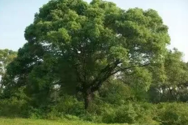 樟脑和樟油是什么植物提炼的，是香樟树的提取物