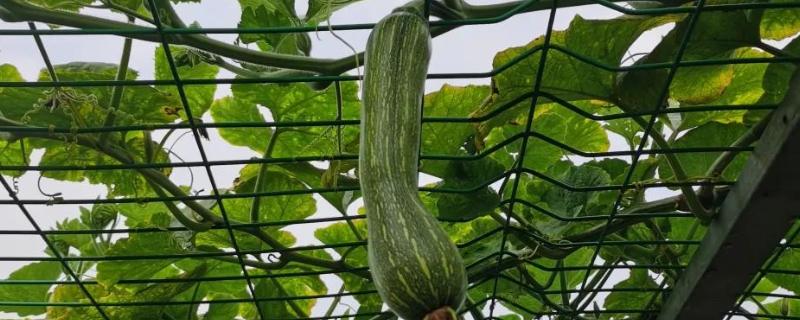 吊瓜徒长的防治方法，需及时修剪整枝