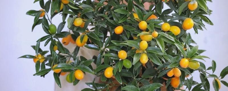 金桔籽的种植方法，选择饱满的健康种子种植