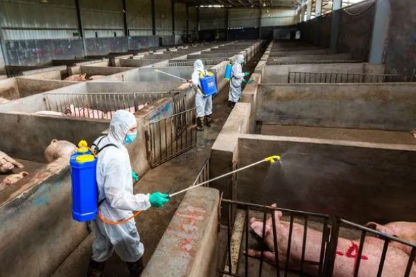 妊娠母猪饲养管理注意事项，临产需要提前对产房彻底消毒