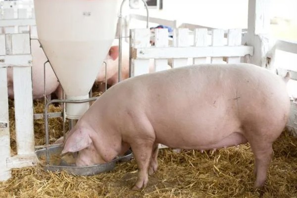 妊娠母猪饲养管理注意事项，临产需要提前对产房彻底消毒