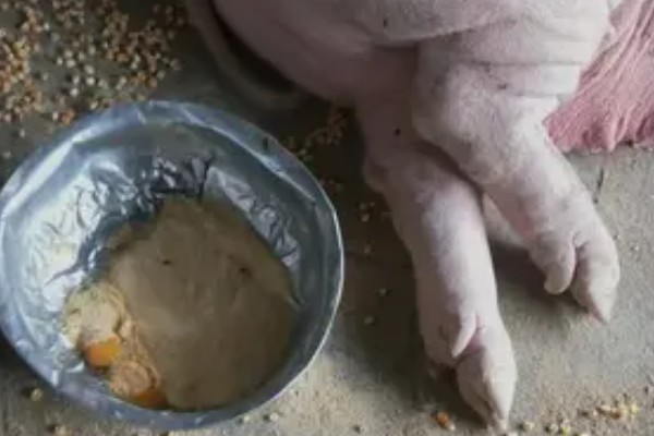 妊娠母猪饲养管理注意事项，临产需要提前对产房彻底消毒