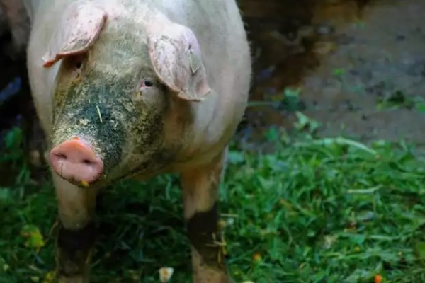 妊娠母猪饲养管理注意事项，临产需要提前对产房彻底消毒