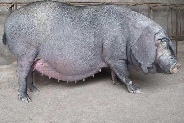 妊娠母猪饲养管理注意事项，临产需要提前对产房彻底消毒