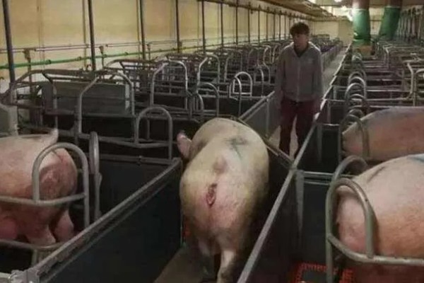 妊娠母猪饲养管理注意事项，临产需要提前对产房彻底消毒