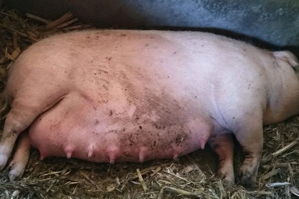 妊娠母猪饲养管理注意事项，临产需要提前对产房彻底消毒