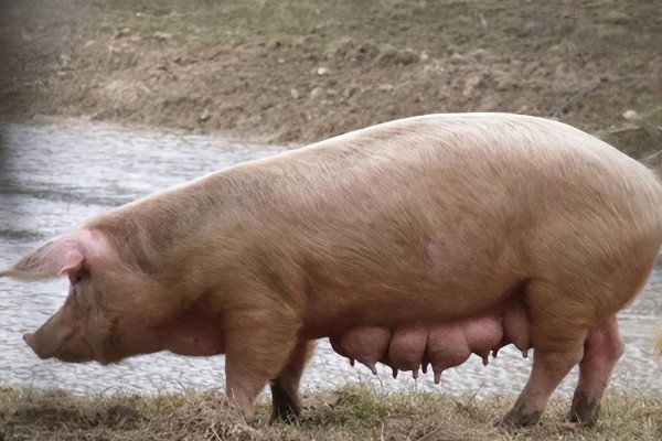 妊娠母猪饲养管理注意事项，临产需要提前对产房彻底消毒