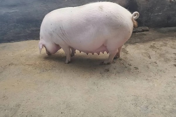 妊娠母猪饲养管理注意事项，临产需要提前对产房彻底消毒