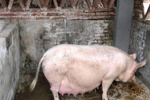 妊娠母猪饲养管理注意事项，临产需要提前对产房彻底消毒