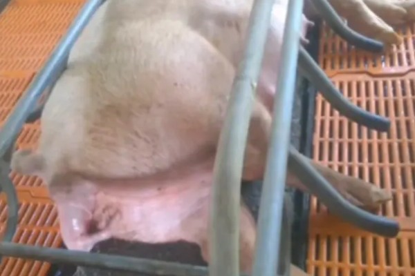 妊娠母猪饲养管理注意事项，临产需要提前对产房彻底消毒