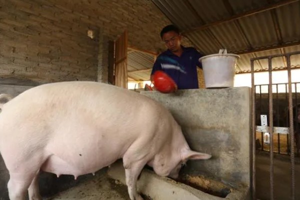 妊娠母猪饲养管理注意事项，临产需要提前对产房彻底消毒