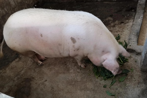 妊娠母猪饲养管理注意事项，临产需要提前对产房彻底消毒