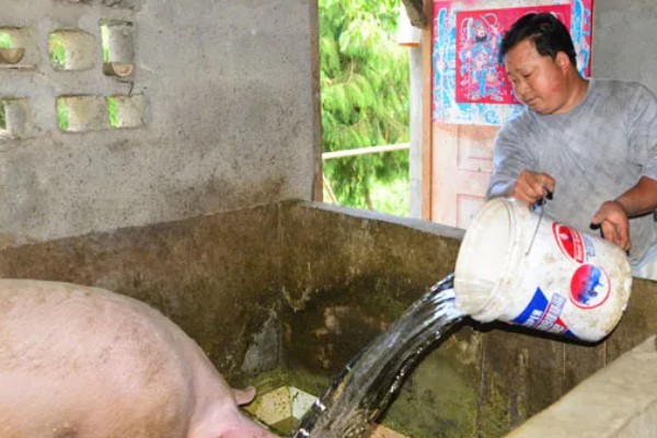 妊娠母猪饲养管理注意事项，临产需要提前对产房彻底消毒