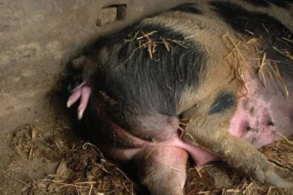 妊娠母猪饲养管理注意事项，临产需要提前对产房彻底消毒