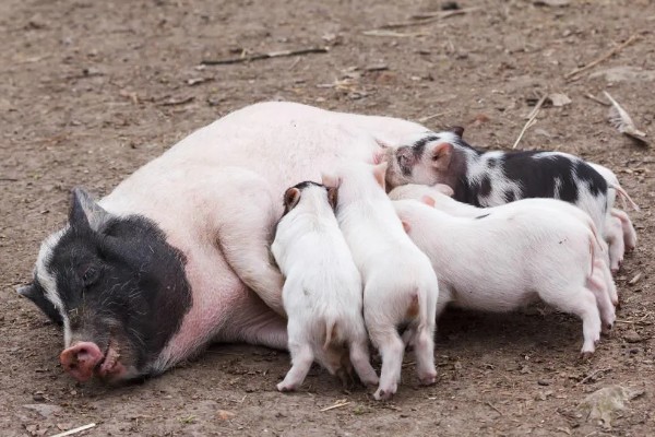 妊娠母猪饲养管理注意事项，临产需要提前对产房彻底消毒