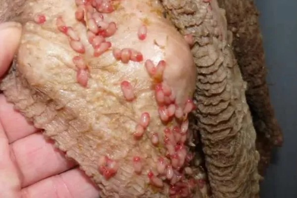 牛有几个胃，有瘤胃、网胃、瓣胃和皱胃