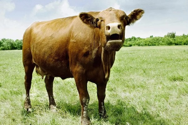 牛有几个胃，有瘤胃、网胃、瓣胃和皱胃