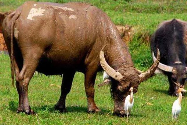 牛有几个胃，有瘤胃、网胃、瓣胃和皱胃