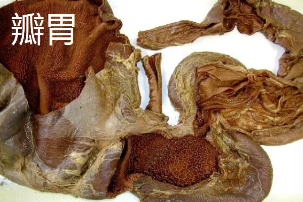 牛有几个胃，有瘤胃、网胃、瓣胃和皱胃