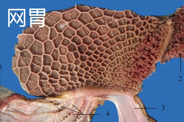 牛有几个胃，有瘤胃、网胃、瓣胃和皱胃