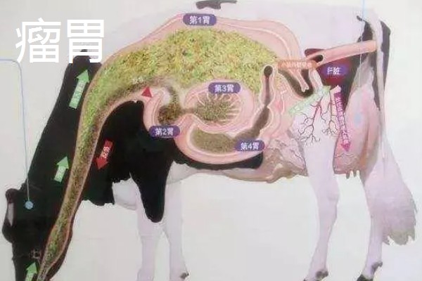 牛有几个胃，有瘤胃、网胃、瓣胃和皱胃