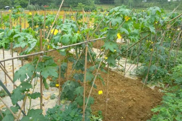 吊瓜徒长的防治方法,需及时修剪整枝