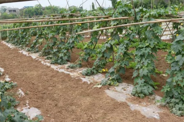 吊瓜徒长的防治方法,需及时修剪整枝