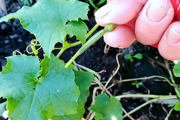 吊瓜徒长的防治方法,需及时修剪整枝